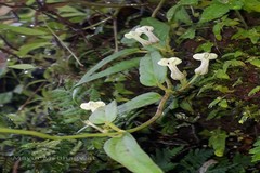 Ceropegia santapaui